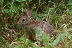 Ms. Cottontail comes a little closer to the area where Daisy deer has beded down.