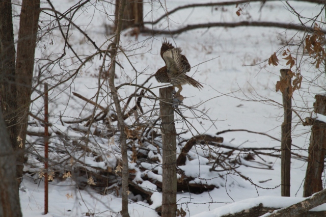 The Barred Owl flees to a fence post with its prey.