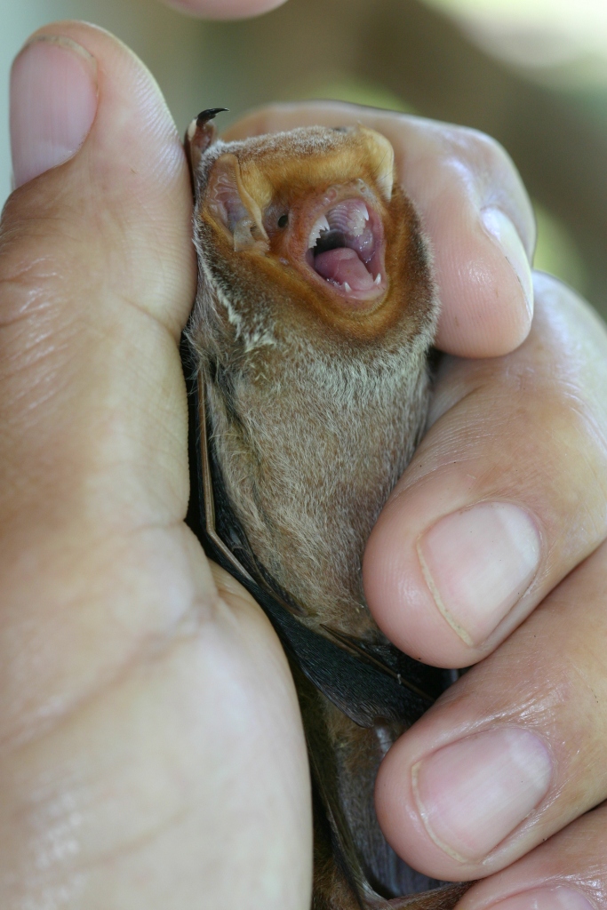 Each time FD gently touched the top of our bat friend's head, the mouth snapped open quickly! I suppose if barring teeth is your only defense, it could be effective - it certainly seemed to be in this little fella's case!