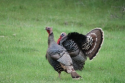 What a stunning display of feathers! This gobbler simply shook and fluffed out his magnificent fan of plumage and color.