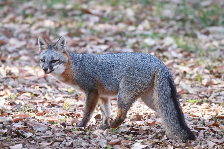 FD captured these photos of the gray fox with an apparent back injury, a hacking cough, and dull eyes. 