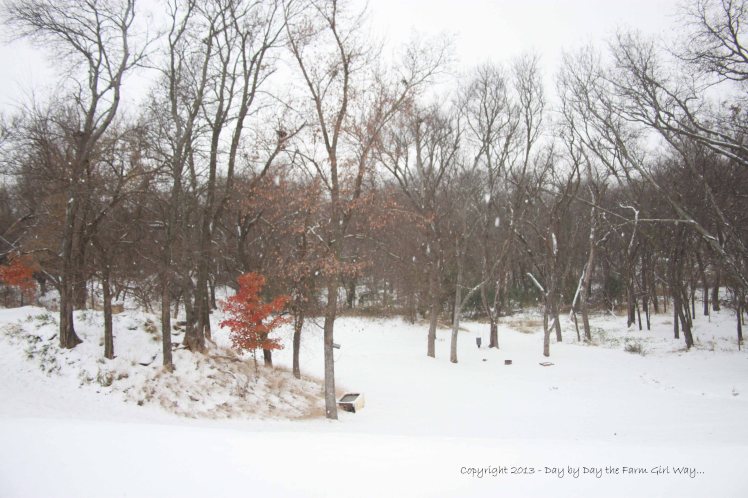 The wildlife feed and water area blanketed in early morning snow.