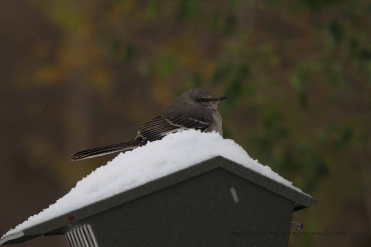 My mockingbird friend makes himself at home on top of the bird feeder!