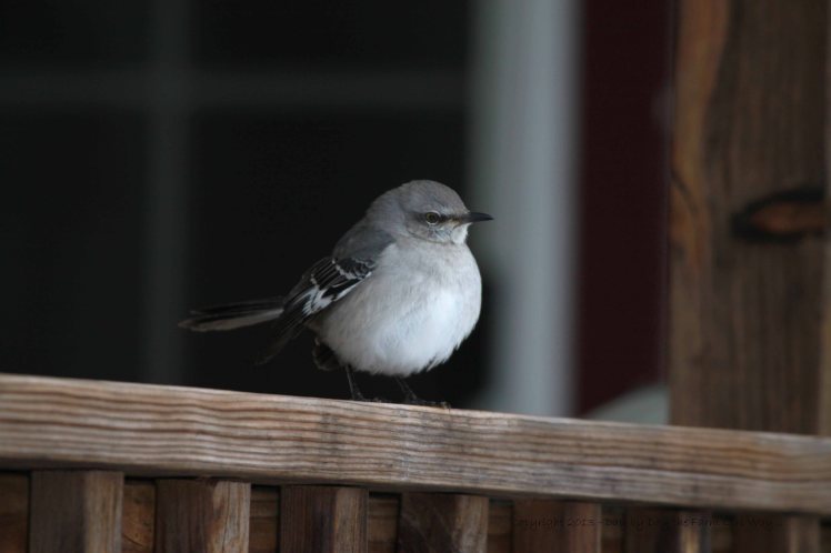 Mockingbird on Back Porch