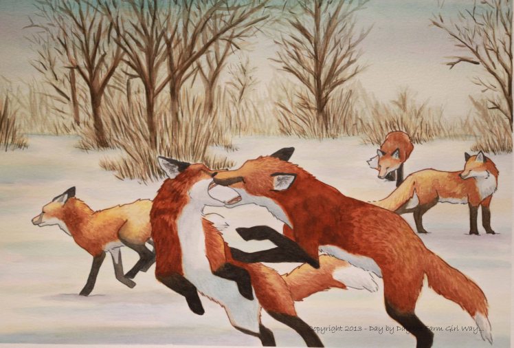 Fox Play in Pasture