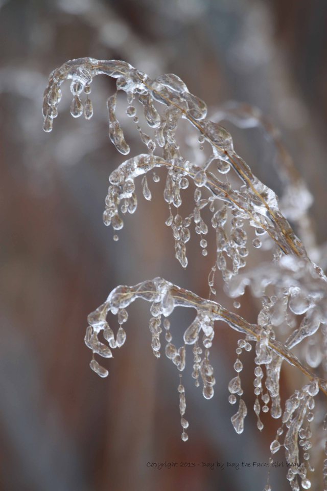 Frozen Droplets On A Weed