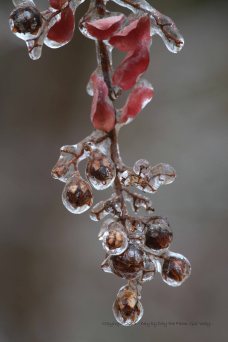 Crepe Myrtle In Ice