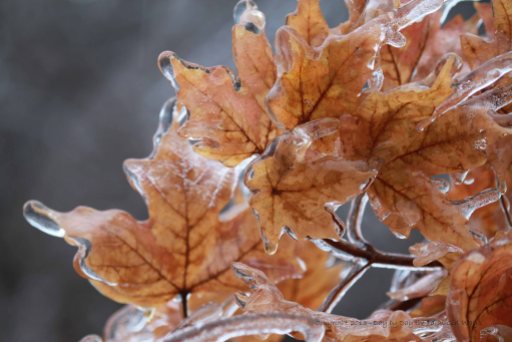Maple Leaves Encrusted In Ice