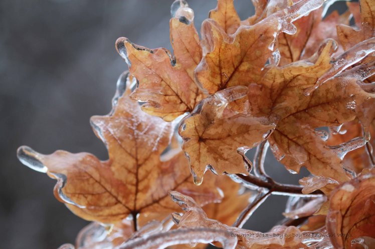 Maple Leaves Encrusted In Ice