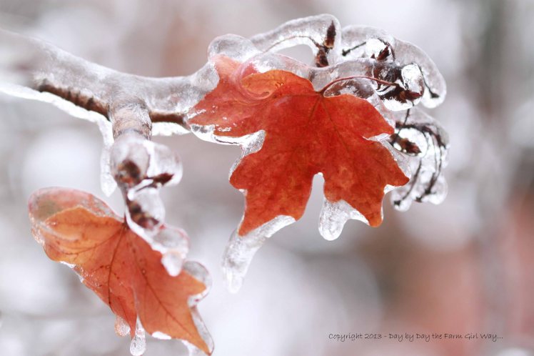 Red Maple Frozen In Time