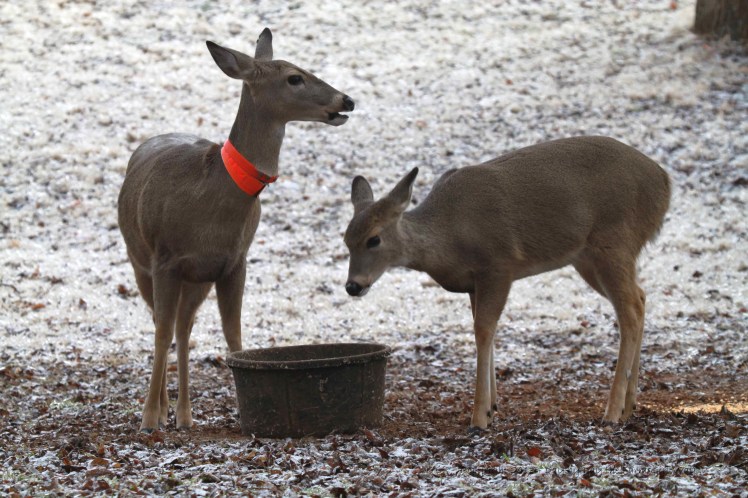Daisy and Spirit having a little deer chow on an icy morning!