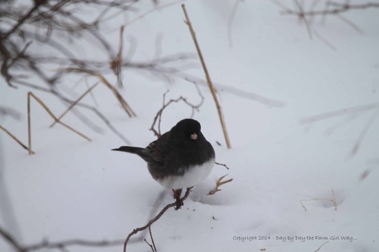 The Dark-eyed Junco preferred foraging on the ground rather than visiting the feeders.