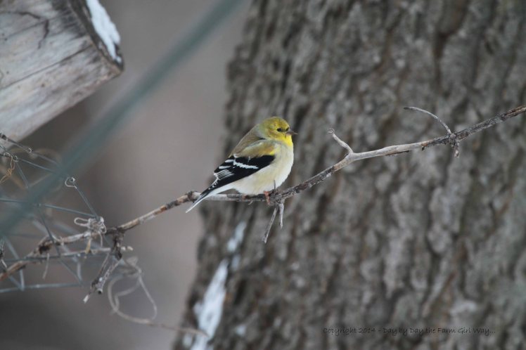 A Goldfinch watches for its turn at the feeder.