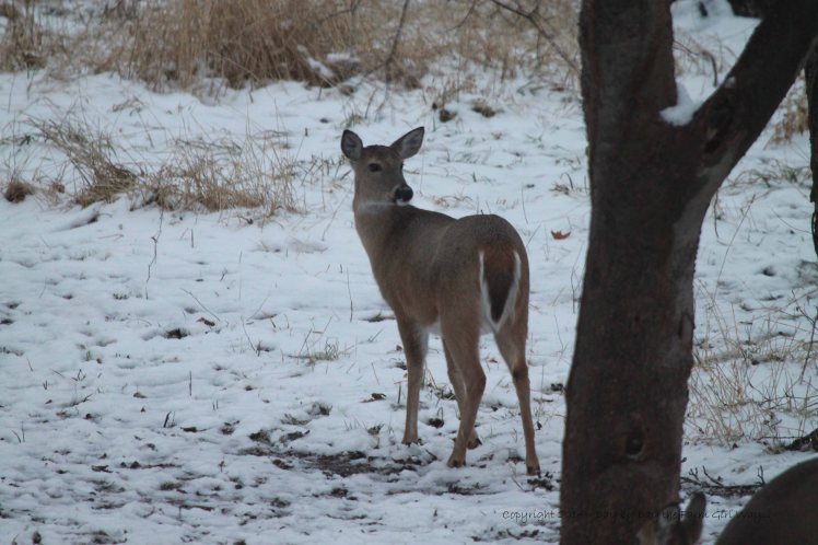 This doe seemed more dominant than the others her age. She soon moves in on Daisy at the corn feeder!