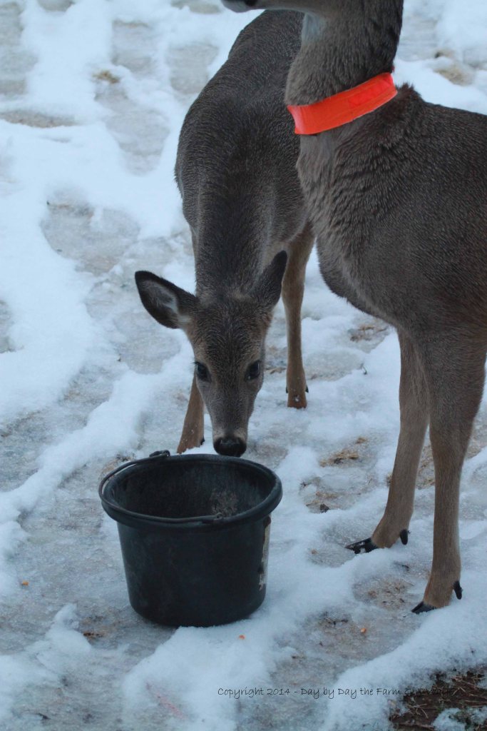 Spirit carefully checks out the bucket of kibbles!