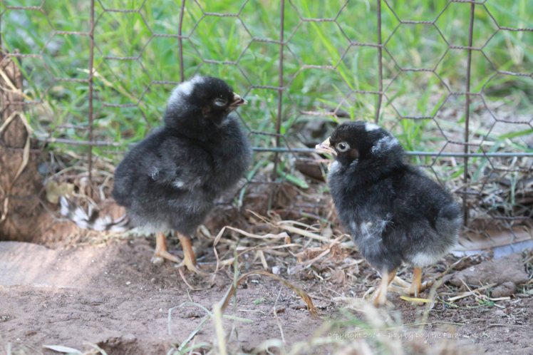 These two Barred Rock chicks were the first to break through their shells. Most of our chicken population is the Barred Rock breed.