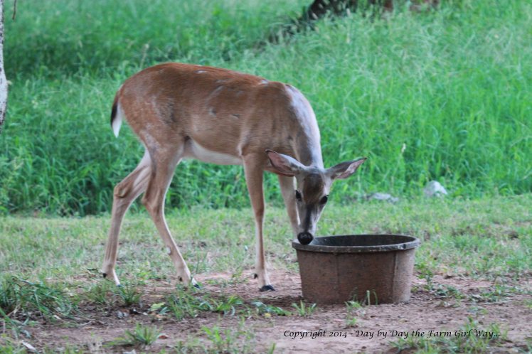 We see Spirit at the feed bucket and corn feeder throughout the day. A nursing mother needs good nutrition!
