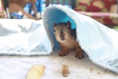 Baby squirrels need cover