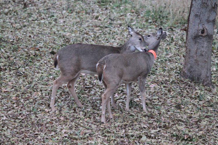 Daisy (orange collar) and her yearling fawn, Spirit, watching for bucks to return who have been chasing them all day. They take a moment to mutual groom each other - a beautiful bonding ritual that I am often able to witness.