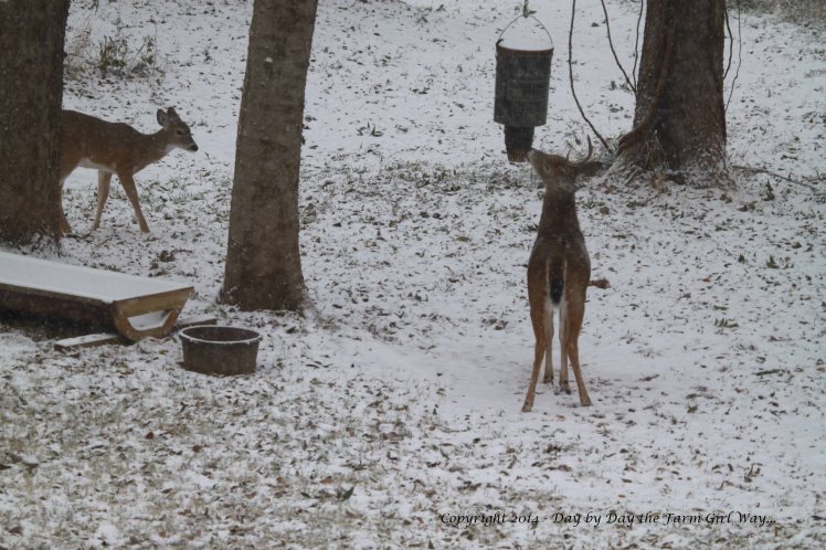 A five-point buck dominates the corn feeder while the button buck waits nearby.