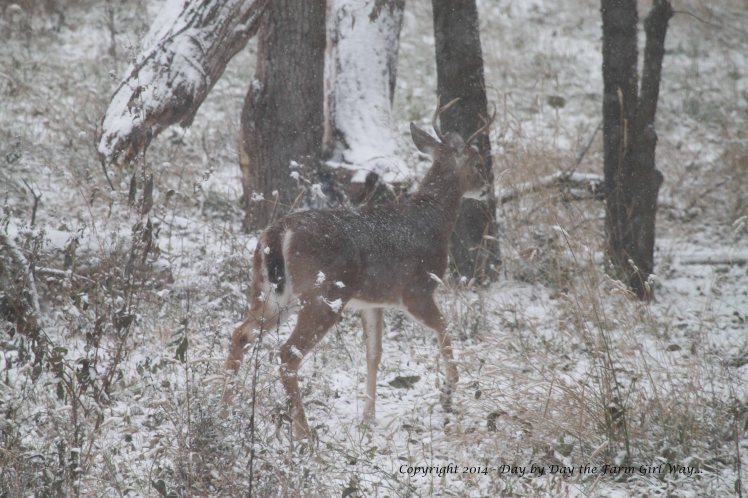 The five-point buck heads on to the pecan orchard as well.