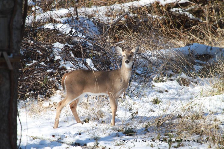 What a delightful beauty the button buck is. This photo was taken the day after the snowfall.