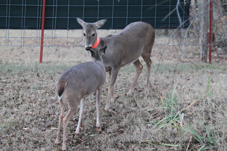Spirit returns to reunite with her mother, Daisy, after being chased all day by the nine-point buck!