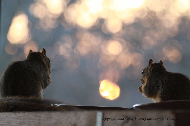Punkin and Mr. Gambini nibble on sunflower seeds and pecans watching the sun set through the trees.