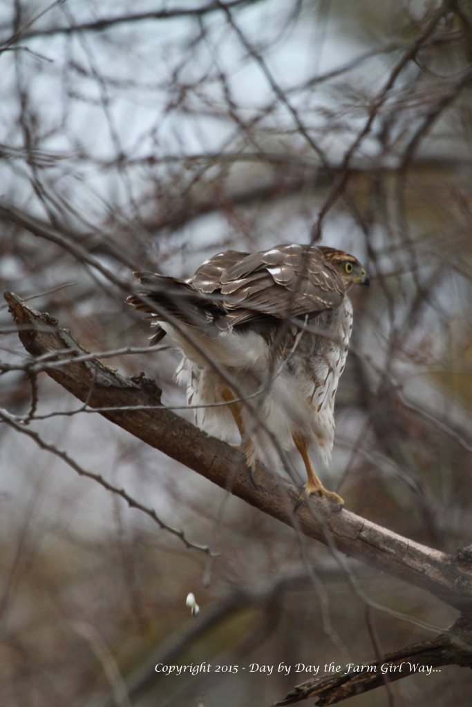 The juvenile Cooper's Hawk looked back and forth, rotating positions, keeping watch for a meal. He fluffed up feathers, and pulled up a leg to keep warm. Finally, I guess he needed to relieve himself... or else he was letting me know how he felt about my presence!