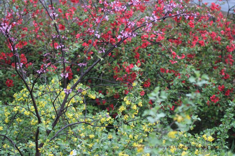 A young Redbud Tree blossoms lavendar, while the Red Currant Shrub offers a yellow flower, and a very old Quince Shrub bears a brilliant red blossom.