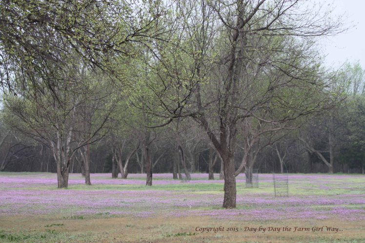 Most folks around here use chemical to get rid of Henbit, but I find its lavender hues beautiful and the deer love to graze on it, not to mention it attracts a lot of butterflies.