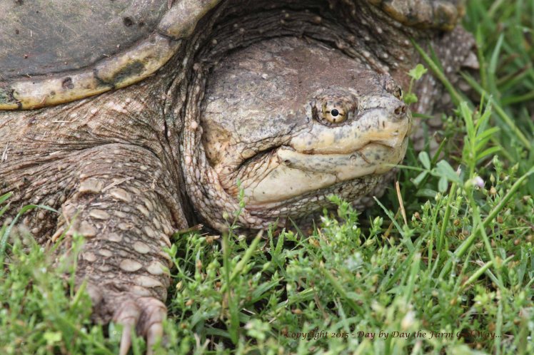 Snapping Turtle_0779