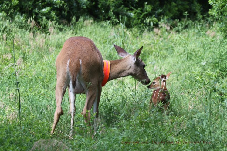 Daisy constantly stops to groom and bond with her doe fawn.