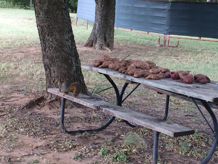 Buddy the squirrel stopped by to check out some of the sweet potatoes but they were not of interest to him. He has been busy harvesting pecans in the woods, and has set up his winter home in the trunk of a tree just south of our house.