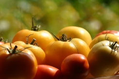 Choose ripe tomatoes of various sizes.