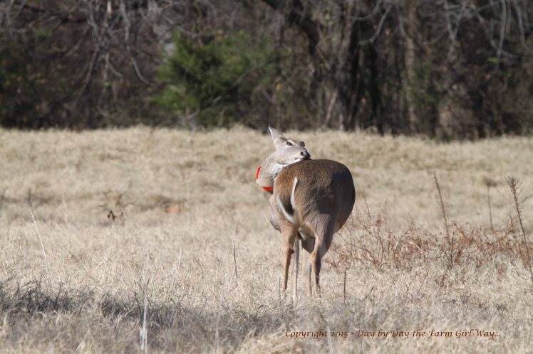 Just like humans, deer suddenly get the urge to scratch an itch!