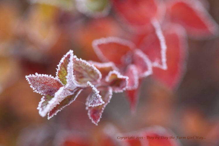 Frosted Spirea
