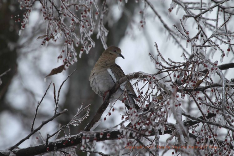 This White-Winged Dove finds a bit of shelter in an ice-glazed Hackberry Tree.