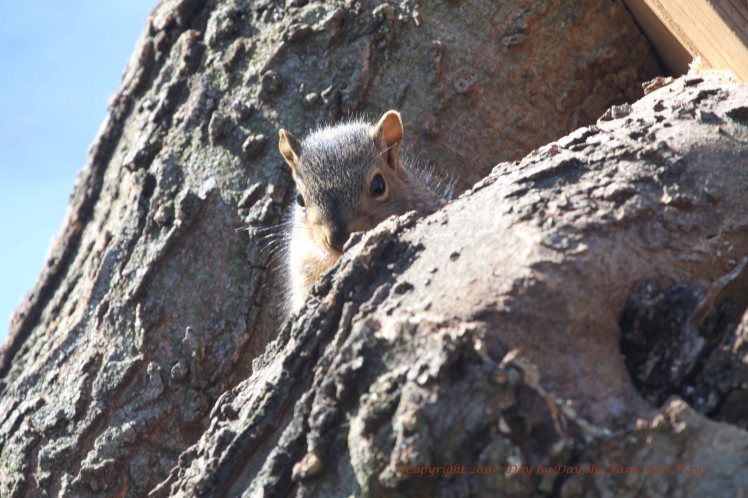 Baby Squirrel_4998
