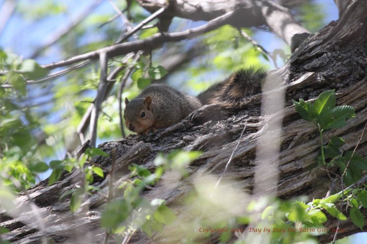 Baby Squirrels_5105