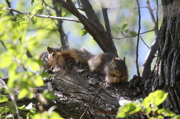 Baby Squirrels_5116