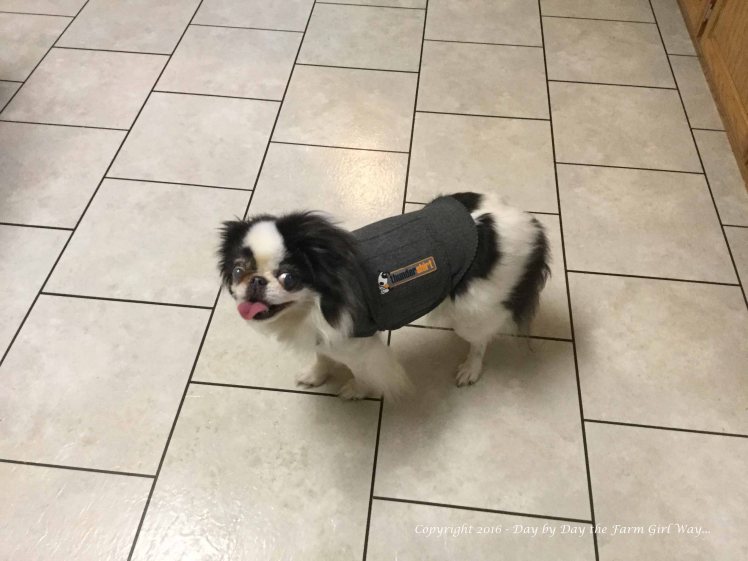 Zoe was terrified of storms and rain. Even the highly acclaimed Thunder Shirt proved ineffective in calming her anxiety!