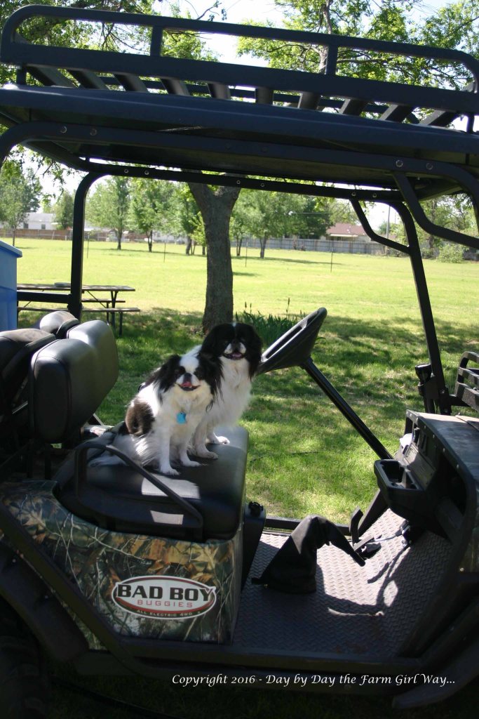 Zoe and foster brother Niko loved to ride in the electric buggy. They were the only two of our Japanese chin and foster chin who would ride in the buggy.