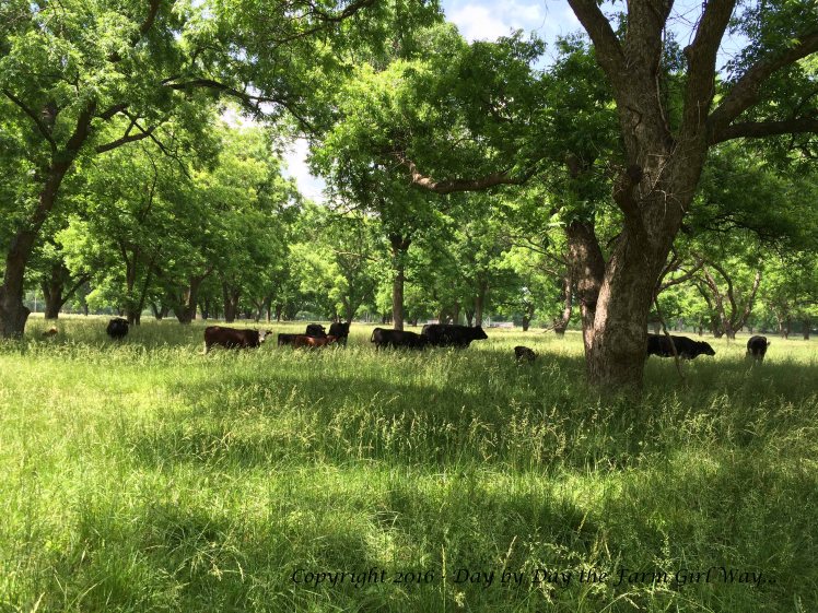 Emily and I spent an hour observing the cows in the nearby pecan grove.