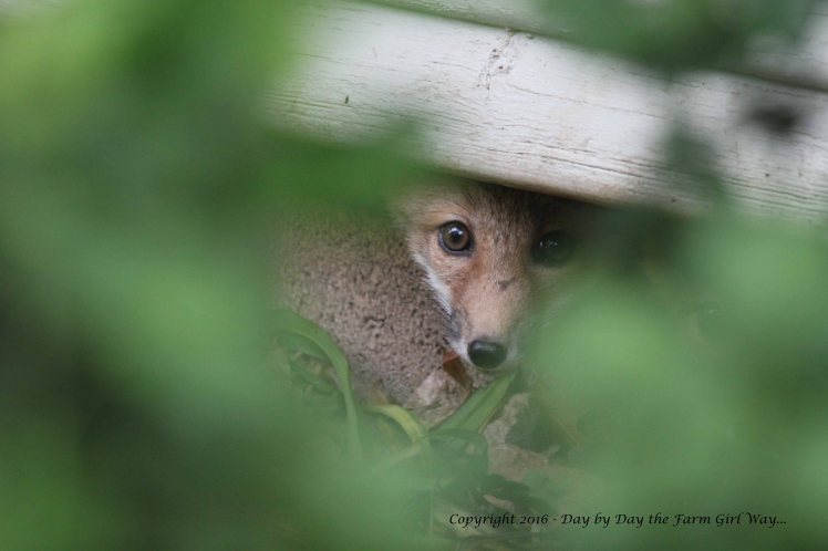 Most of the time Emily and I observed the fox kits playing at night. This is a daytime shot we managed of a kit watching us from under the old playhouse. 