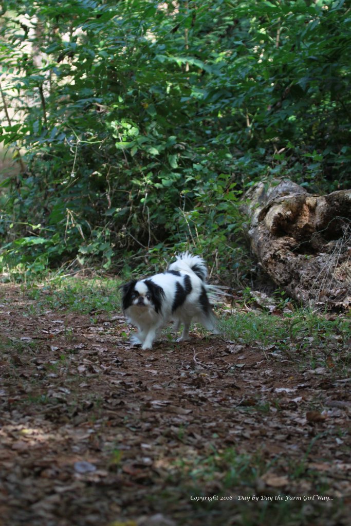 Zoe went with me on many woodland walks. She loved to investigate everything!