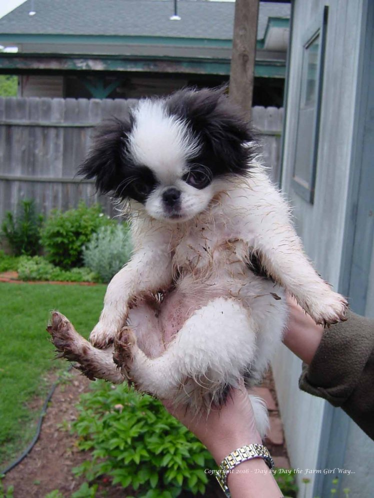 From the time she was just a wee pup, Zoe had a fascination for being outdoors finding dirt.