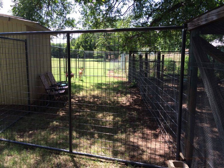 This small 35 foot section of fence cost us $680. Now Emma and Ronnie have a more peaceful location to feed, hidden from the neighbor's dogs. The only problem is they are next to the chicken pen. Dale and Wesley the roosters are mighty loud when they compete at crowing!
