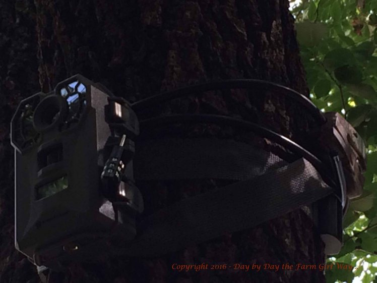 The new Stealth game camera was well-hidden up high in the shade of the elm tree.