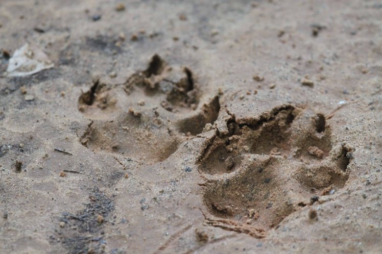 The large paw prints could be seen throughout the woodlands, in my gardens and flowerbeds, and all over our property.